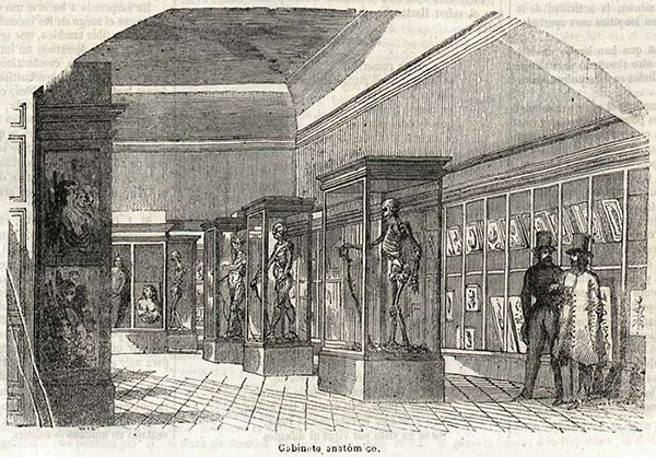 Gabinete (museo) Anat&oacute;mico de la Facultad de Medicina de Madrid (La Ilustraci&oacute;n, 21 de julio de 1849). Las figuras de las vitrinas exentas (y muchas de las restantes piezas) se conservan hoy en el Museo de Anatom&iacute;a “Javier Puerta”, en la Facultad de Medicina de la Universidad Complutense