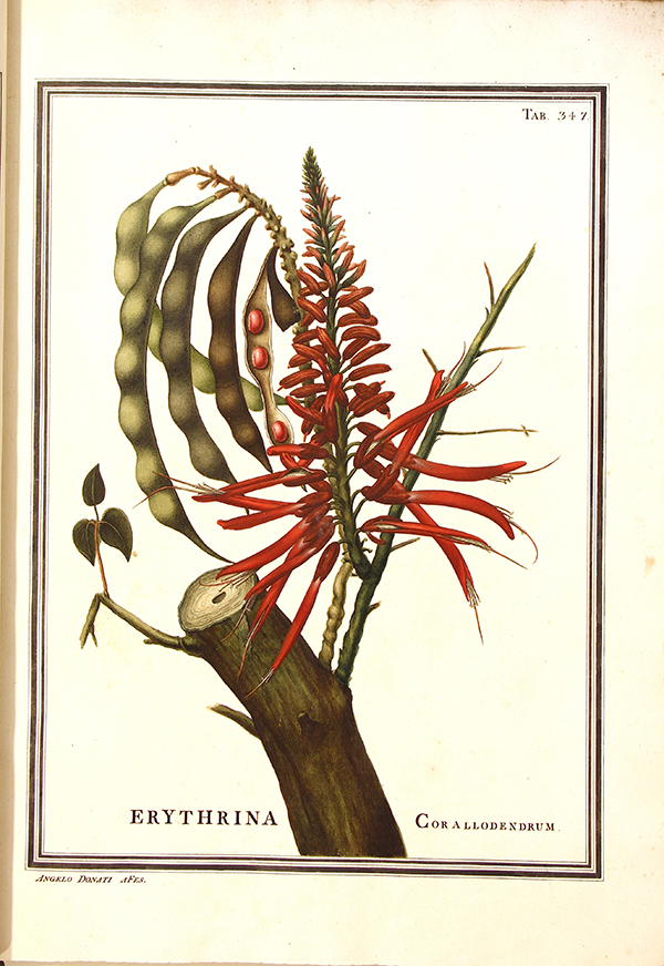Erythrina corallodendrum (actualmente Erythrina corallodendron) dibujo de Ãngelo Donati (AHMUHNAC, RES.2, vol. 3, Tab. 347). Fotografía A.M. Costa.
