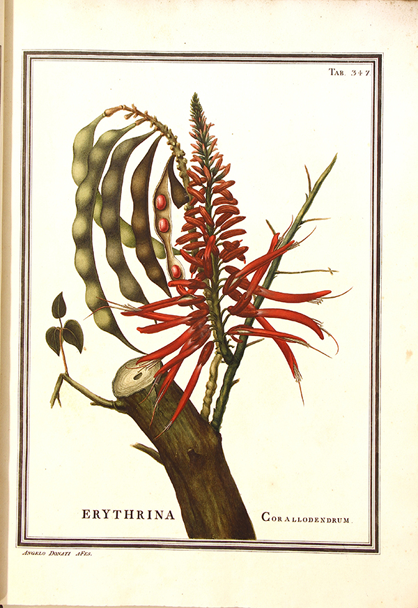 Erythrina corallodendrum (actualmente Erythrina corallodendron) dibujo de Ãngelo Donati (AHMUHNAC, RES.2, vol. 3, Tab. 347). Fotograf&iacute;a A.M. Costa.