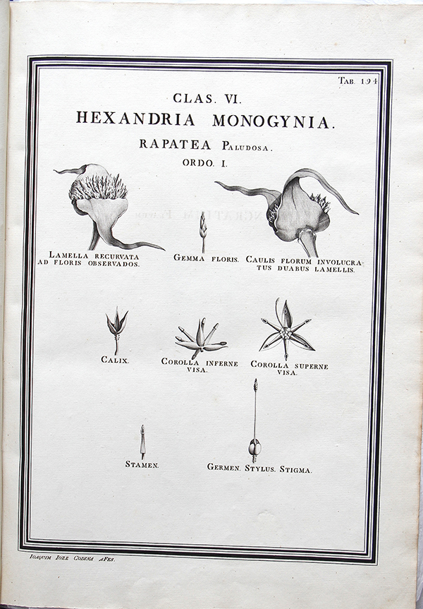 Rapatea palodosa dibujo autor&iacute;a de Joaquim Jos&eacute; Codina (AHMUHNAC, RES.2, vol. 1, Tab. 194). Fotograf&iacute;a A.M. Costa.