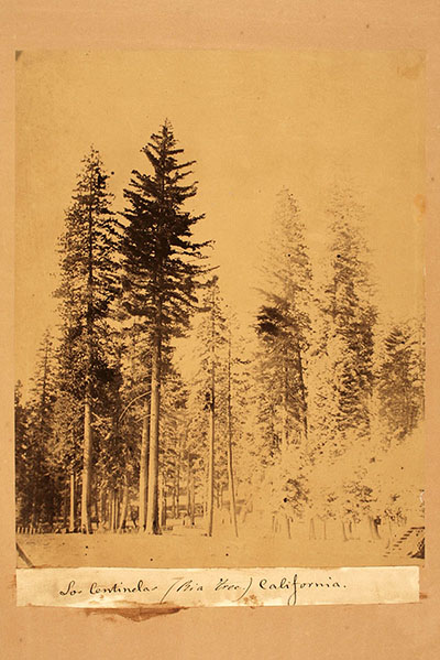 Rafael Castro y Ord&oacute;&ntilde;ez, Los Centinelas, Big Tree, California [Pinus lambertiana y Abies amabilis]. 1863, copia en papel albuminado sobre cart&oacute;n, 26,2 x 21,0 cm. Colecci&oacute;n del Museo Nacional de Antropolog&iacute;a, Madrid. Signatura: FD1388. Fotograf&iacute;a: Miguel &Aacute;ngel Otero.