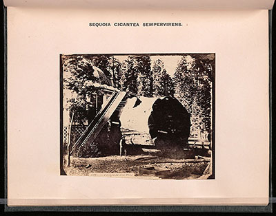 [Rafael Castro y Ord&oacute;&ntilde;ez], Log of the Original Big Tree. 1863, reproducci&oacute;n. Yale Collection of Western Americana, Beinecke Rare Book and Manuscript Library. Sig. Zc72+864x. Edward Vischer (1864), The Forest Trees of California, San Francisco.
