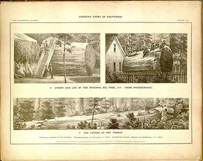 Edward Vischer (dibujo)? 10.- Stump and Log of the Original Big Tree, 1855, from Photographs; 11.-The Father of the Forest. Antes de 1862, reproducción. Missouri Botanical Garden. Edward Vischer (1862), Views of California: The Mammoth Tree Grove, Calaveras County, California, and its Avenues, San Francisco, p. VII, [en línea], disponible en: http://www.archive.org/details/mobot31753002794649 [consultado el 27/1/2016].